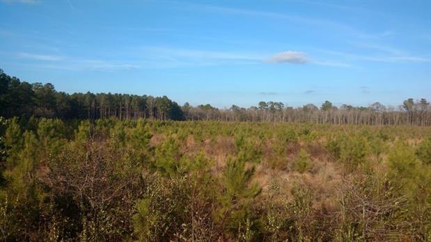 66.5+/- ACRES BLADEN CO, NC